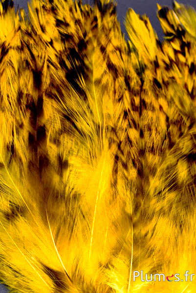 Hahnenhals - 8-12 cm - gelb